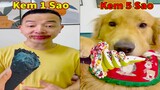 Thú Cưng TV | Tứ Mao Đại Náo #66 | Chó Golden Gâu Đần thông minh vui nhộn | Pets cute smart dog