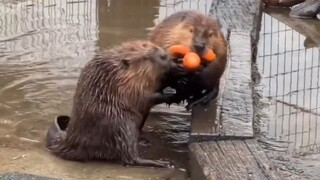 熊本县阿苏农场——正在搬运食物的河狸