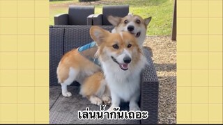 เพื่อนตัวน้อยแสนซน : เล่นน้ำกันเถอะ