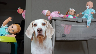 Dog vs Funny Babies รับเลี้ยงเด็กภัยพิบัติ! สุนัขตลก Maymo