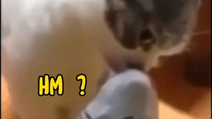 kucing kucing prat2