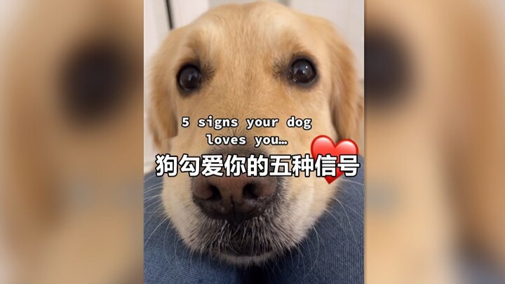 5 tín hiệu chứng minh cún cưng yêu bạn ❤️