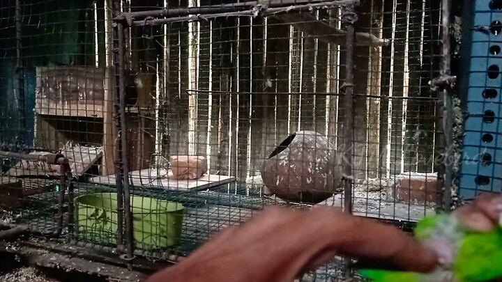 cara mengatasi indukan lovebird yang kelihatan gembol tapi gak nelor