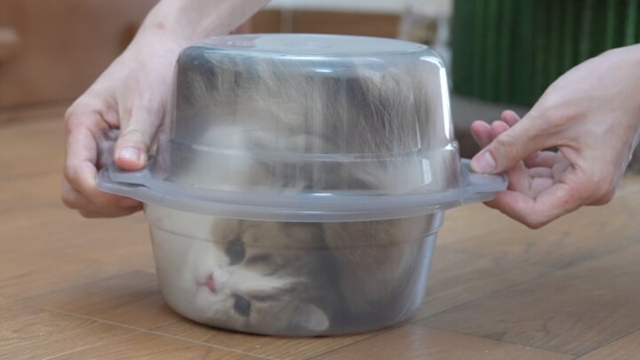 Cats are liquids, but silly cats aren’t.