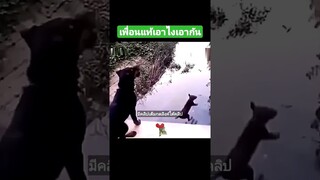 เพื่อนแท้เอาไงเอากัน