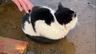 这个寒冷的冬天，麻麻终究比死神快了一步