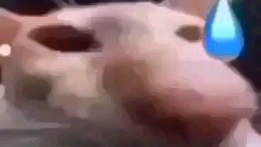 ô mai cốt ô men