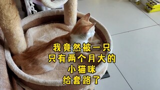 为了省五毛钱，我被一只小猫咪套路了……就离谱，哈哈哈哈哈