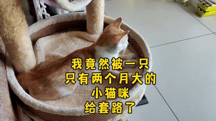 为了省五毛钱，我被一只小猫咪套路了……就离谱，哈哈哈哈哈