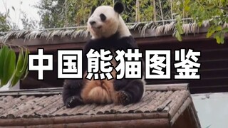 中国熊猫图鉴