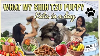 HEALTHY FOOD FOR SHIH TZU PUPPIES | BEST DOG FOOD FOR SHIH TZU | WHAT MY SHIH TZU PUPPY EATS