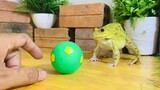 Funny animals & screaming cute frogs-frogs sounds,noises
