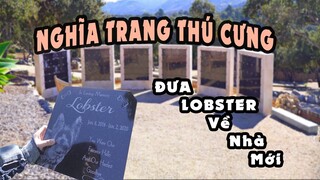 Vlog #33: NGHĨA TRANG DÀNH CHO THÚ CƯNG Ở MỸ- ĐƯA LOBSTER VỀ NHÀ MỚI #morningskincareroutine