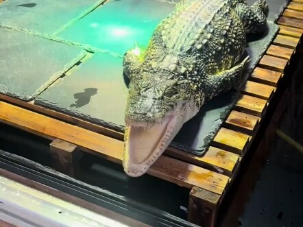 What happens when you stick your hand into a crocodile's mouth?