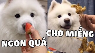 Xin ăn vì đam mê chứ có thèm khát gì 😂 | Pets TV