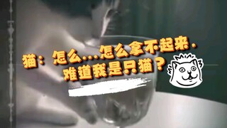 Mèo: Sao... sao lại không nhấc lên được, lẽ nào tôi là một con mèo ư?