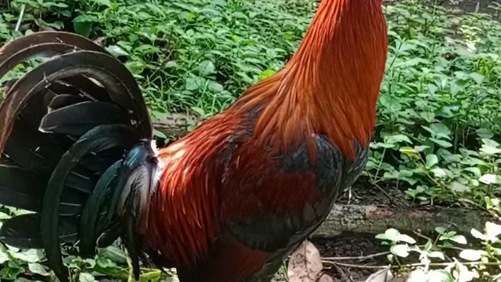 pasilip sa ating munting manokan(mistiso line)my daily routine 🐓🐓