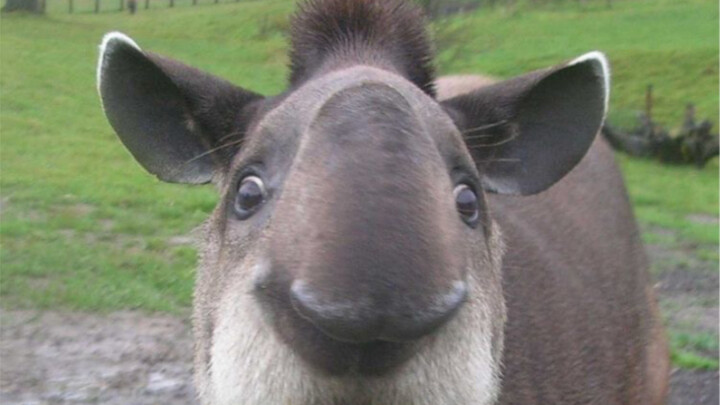 Lợn vòi Brazil: Nếu tiếp tục tiến hóa, chúng ta sắp biến thành cá voi rồi!