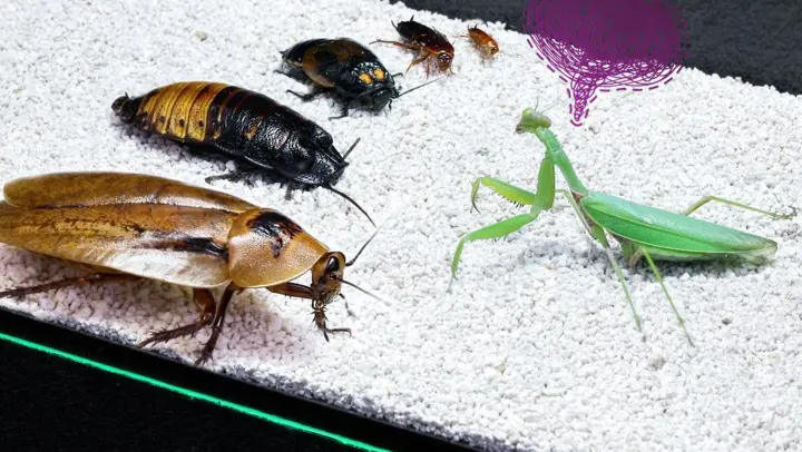 How Big a Cockroach Can a Mantis Eat