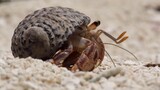 【Animal Circle】(Eng sub) Hermit crabs finding new homes