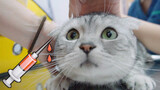 【Animal Circle】Cats calm down with this? Doctors learnt a trick.