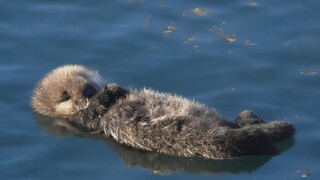 A little sea otter sleeping on the ocean surface, as cute as a plush toy—so tempting to pet!