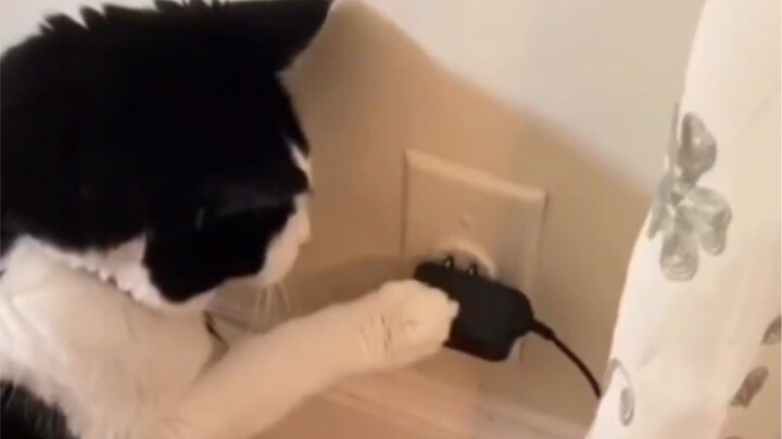 听说你，想养奶牛猫？