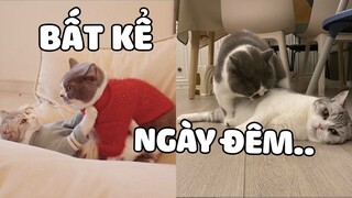 Dù TRIỆT SẢN nhưng mỗi ngày đều ĂN HIẾP mèo cái là TẠI SAO ? | Pets TV