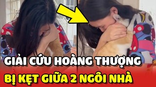 Giải cứu bé mèo BỊ MẮC KẸT giữa 2 NGÔI NHÀ khiến Sen mừng đến phát khóc | Yêu Lu