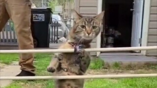 Cat Team Social Death Record