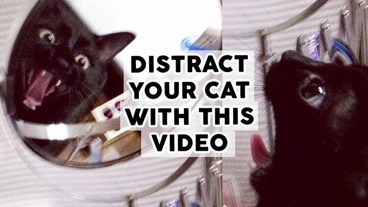 Funny Cats Meowing Compilation Video - Kitten Meowing Video