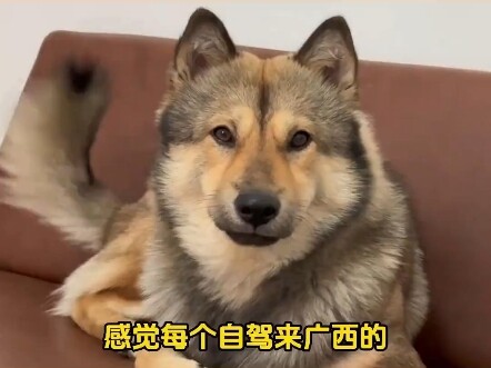 Ai đến Quảng Tây chơi cũng mang theo một chú cún nhỏ nhỉ?