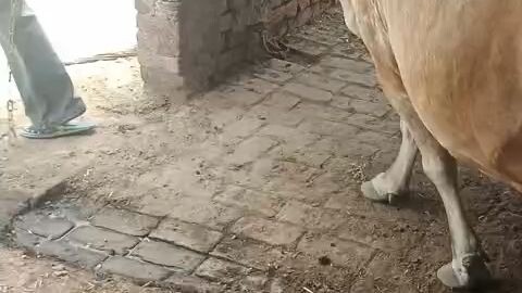 ਗਾਂ ਸੇਲ ਕਰਨੀ ਹ