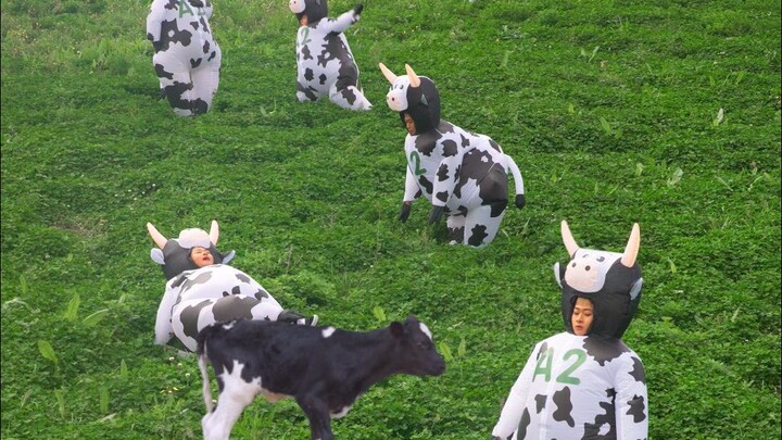 Sapi perah melompat dari pesawat dan mendarat dalam kotak