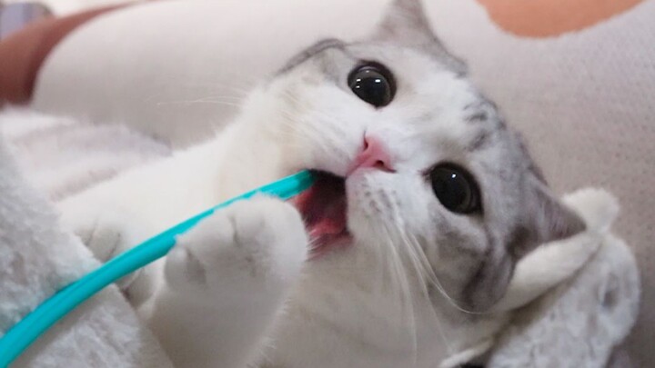 “Cho mèo con chơi nè”