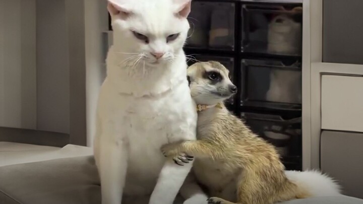 Mengapa meerkat suka memeluk kucing?