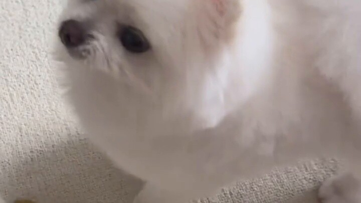 Ketika saya mengganti mainan favorit anak anjing saya dengan yang baru, apa reaksinya?