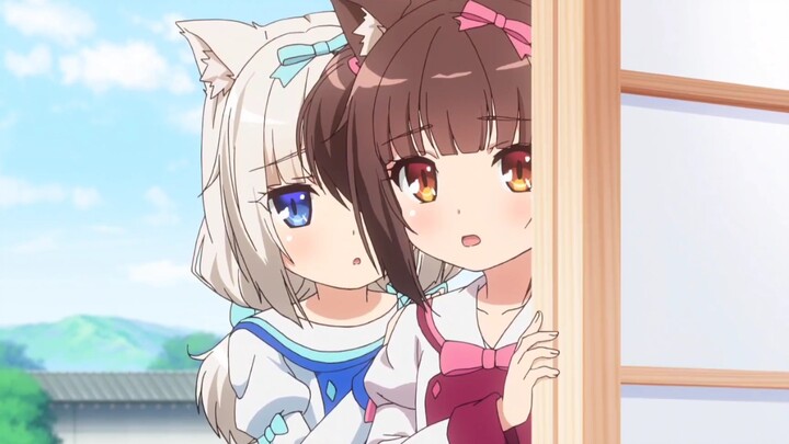I just want to ask, where can I adopt a cat like this!