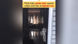Spider-Man giờ là dĩ vãng rồi nhé, hãy gọi em là Spider-Cat vnnn vnnnfunfact tiktoknews animals hài onhavanvui onhaxemtin foryoupage