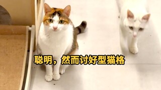 Smart, yet pleasing cat
