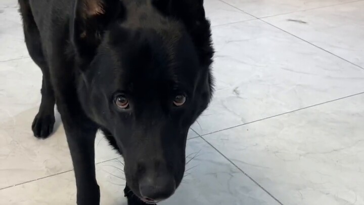 Bagaimana rasanya berkomunikasi dengan anjing tanpa hambatan apa pun?