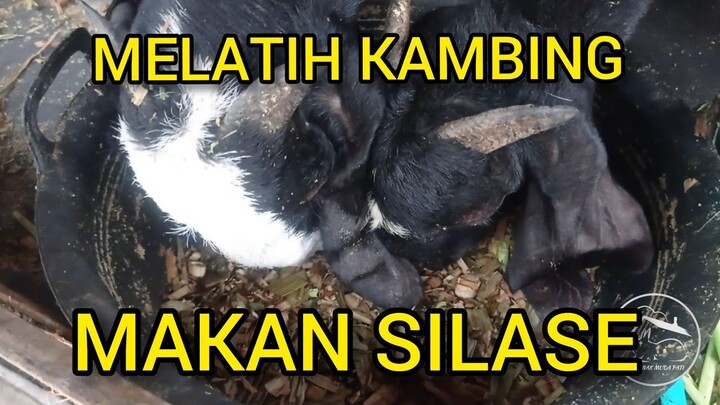 Melatih kambing makan silase
