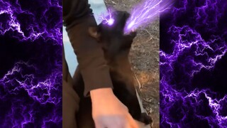 Meong↓～ Meong↑~