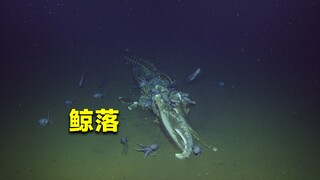 “一鲸落，万物生”，世界上最罕见的自然现象，鲸落到底是什么？