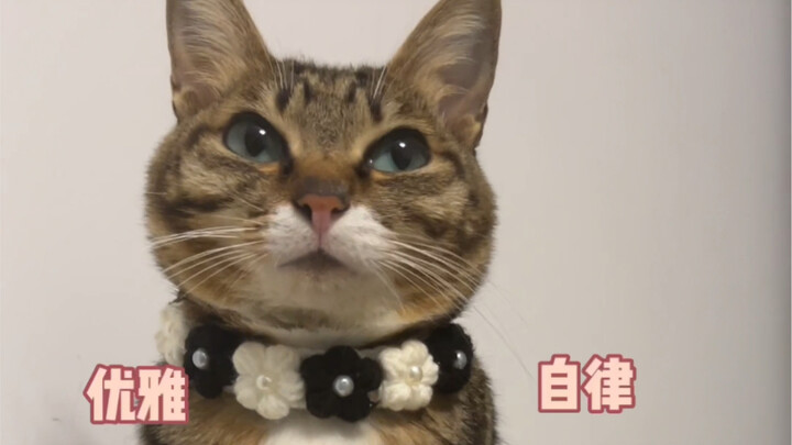 เหมยเมี่ยวเมี่ยว ก่อนปีใหม่ VS หลังปีใหม่!!