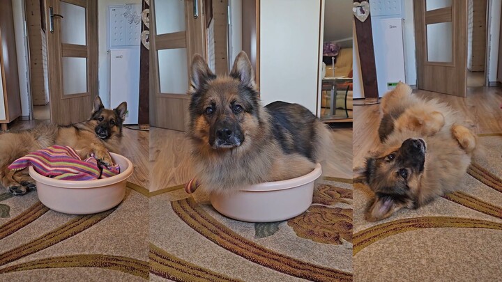 A dog with a cat living in its heart