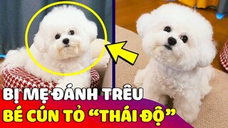 Đang chơi vui bị 'MẸ ĐÁNH' trêu, bé cún tỏ 'THÁI ĐỘ' cùng vẻ mặt phán xét khiến Sen lo sợ 😅 Gâu Đần