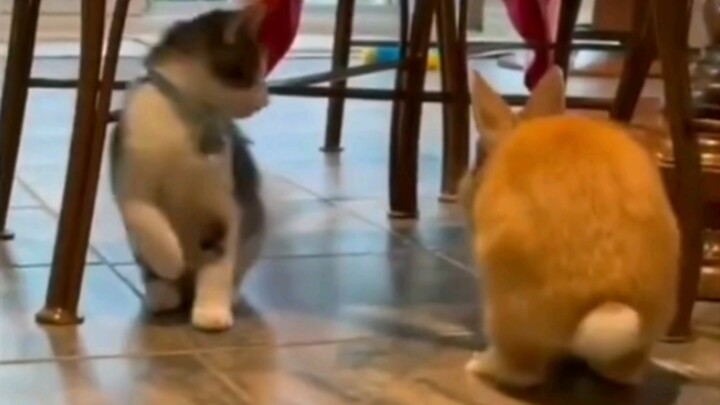 When your little cat thinks it's a rabbit too