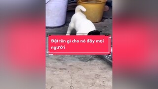 Chủ họ Lê đặt tên gì cho hợp ta 🤣 LÊ NGHẸT MỰC ok không các ae xuhuong cute dog dogs dogsofttiktok choyeu chocung chó_cưng fyp