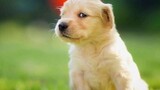 Cách gọi chó thống nhất trên toàn quốc là “nip, nip, nip”, tại sao chó không thể từ chối?